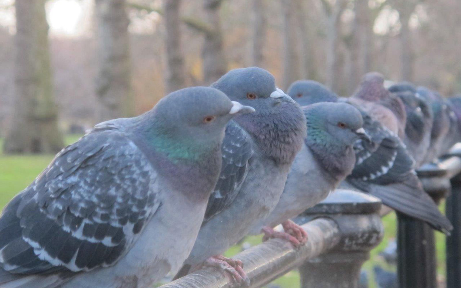 London Pigeons