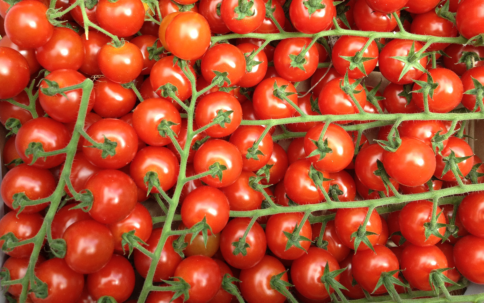 Notting Hill 16 May 2015 Tomatoes