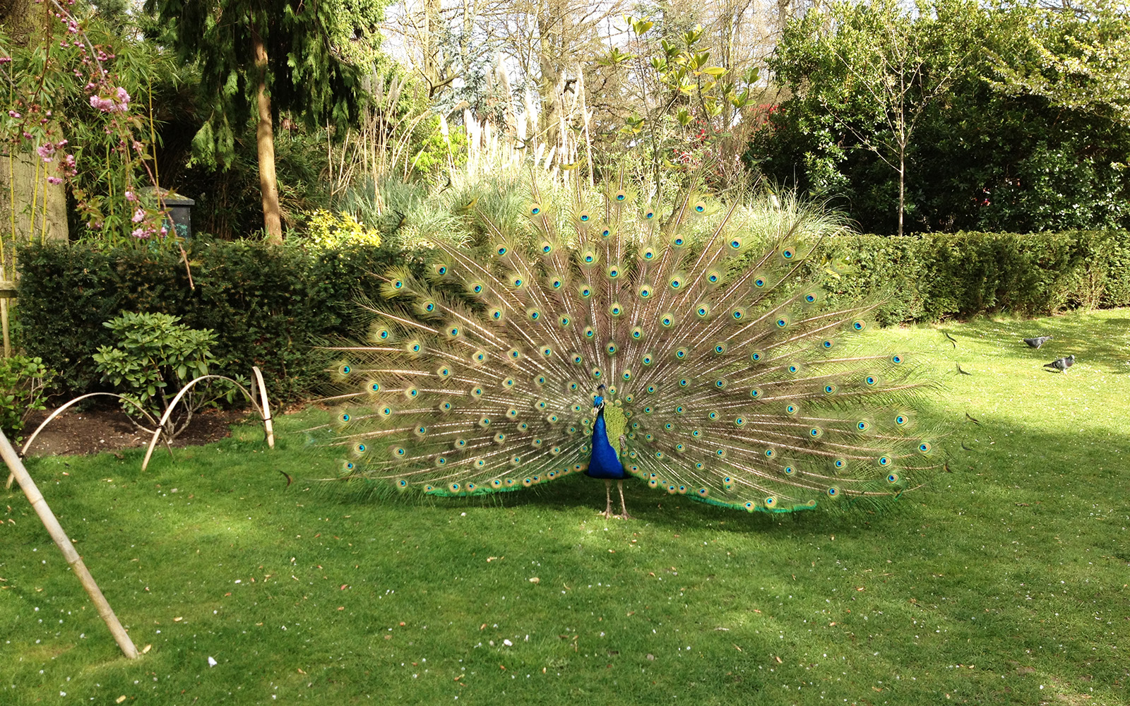 Holland Park. Peacock. The Kyoto Gardens, April 2015