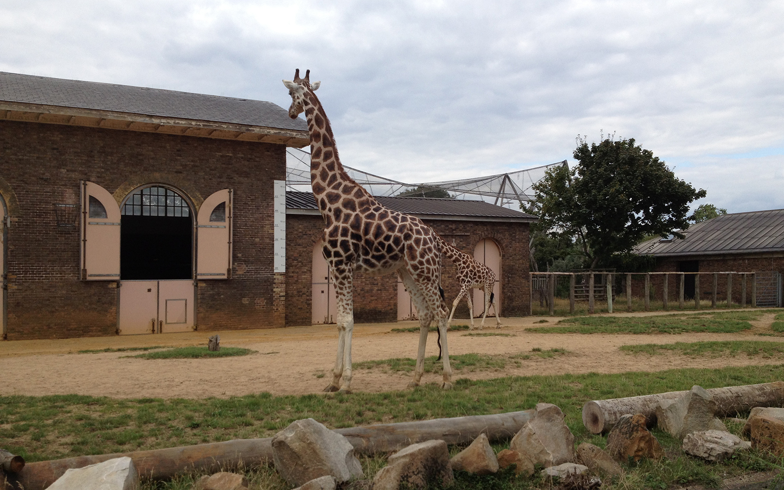 17 August 2015 London Zoo