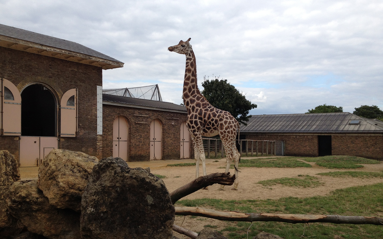 17 August 2015 London Zoo