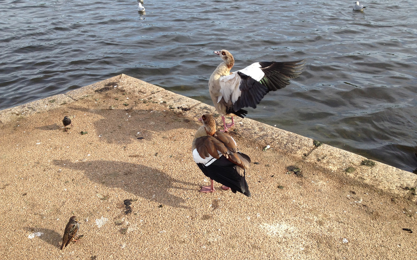 Kensington Gardens 30 September 2015