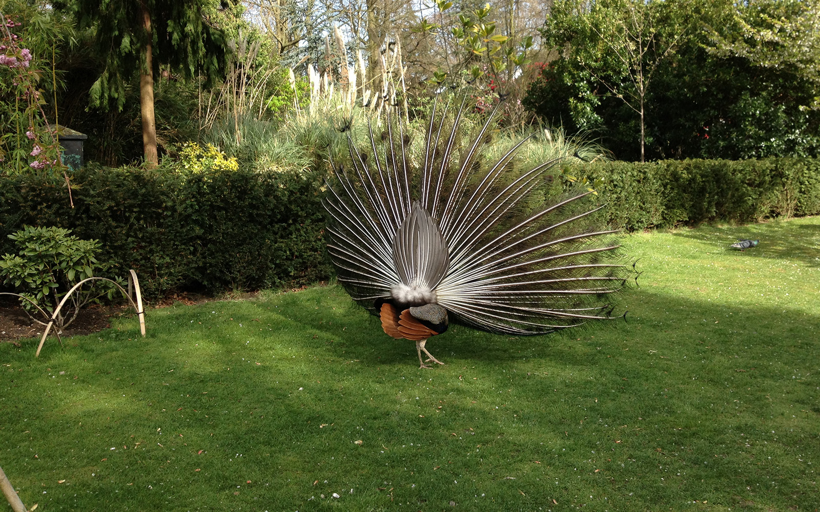 Holland Park. Peacock. The Kyoto Gardens, April 2015