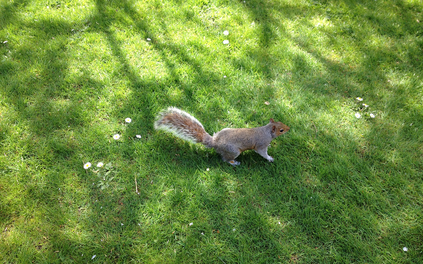 Holland Park, The Kyoto Gardens, April 2015