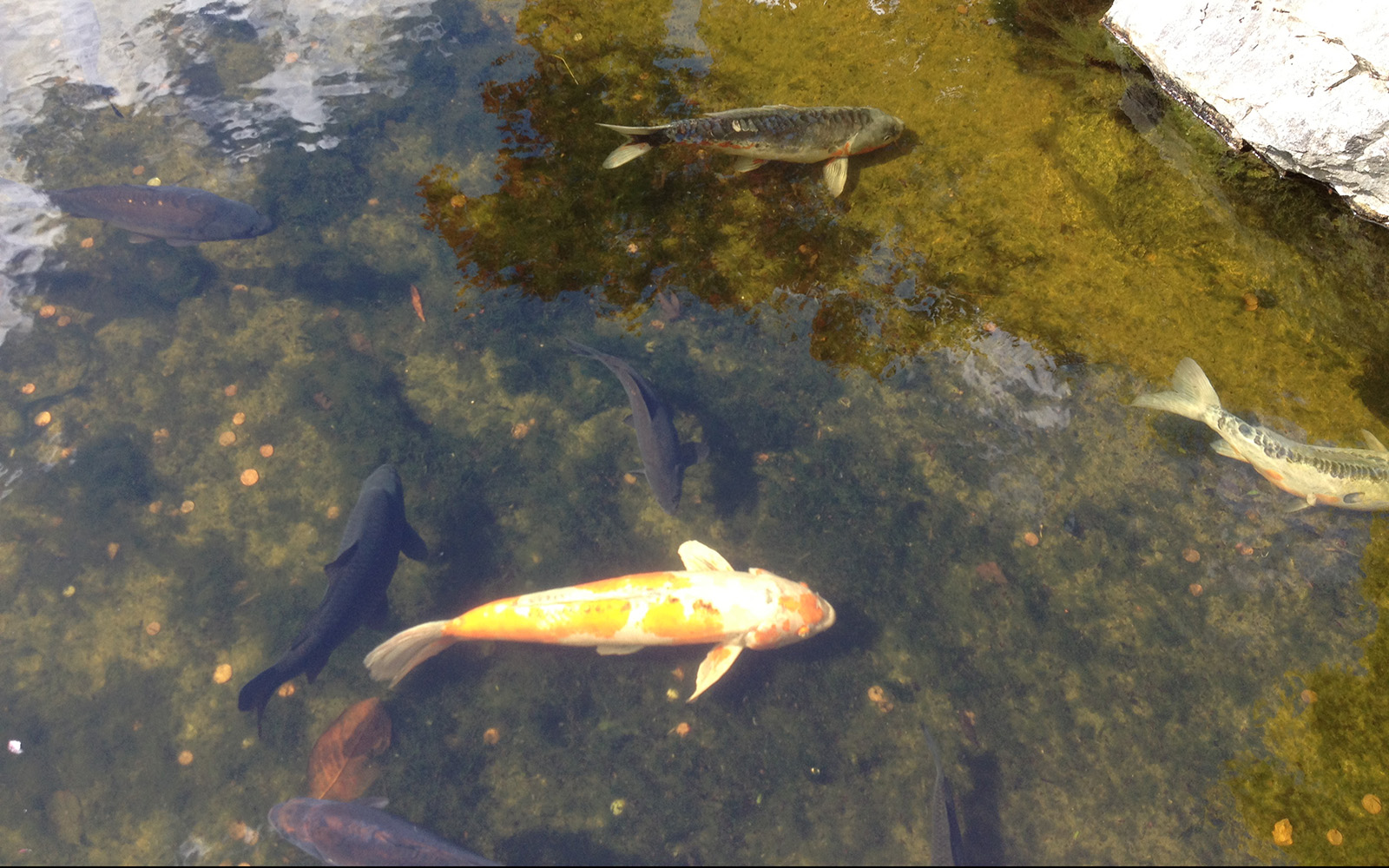 Holland Park. The Kyoto Gardens, April 2015