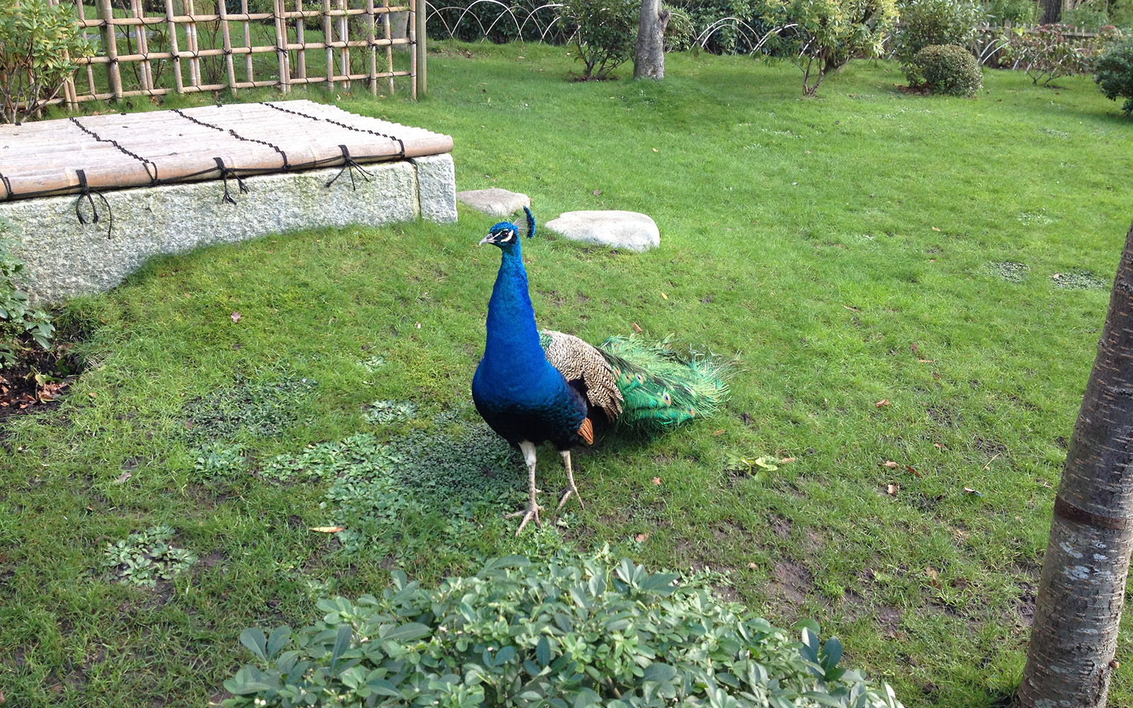 Kyoto Gardens, 10 January 2016